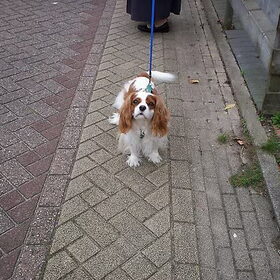 Hondenfoto van Brigitte