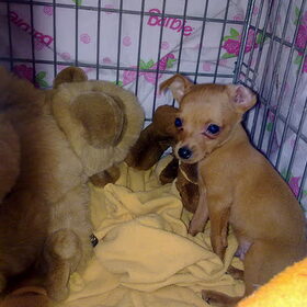 dit is onze dolcy toen hij nog een puppie was daar hebben we m…