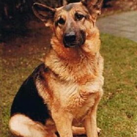 Mijn tweede herder, Hertha. Toen we hem kregen was zij 5…