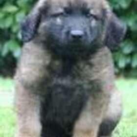 Hondenfoto van Wouter