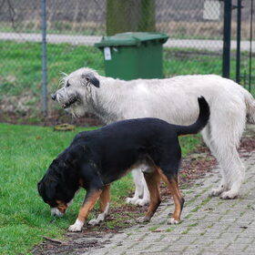 KumBaYah en Duco.