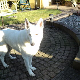Charlie de witte wolf