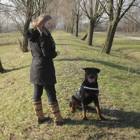 Hondenfoto van Hannie met Beer en Chelsea