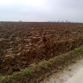 2011 : Kylie als Kameleon : Eén met de achtergrond !