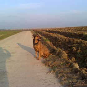 2011 : Kylie in de zon, met schaduw.