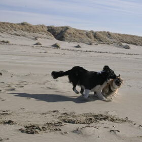 Ameland 2011