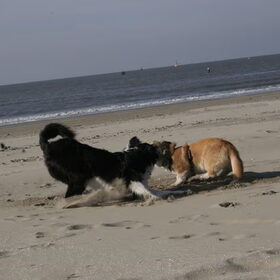 Ameland 2011