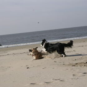 Ameland 2011
