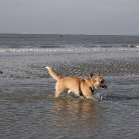 voor de eerste keer in het water