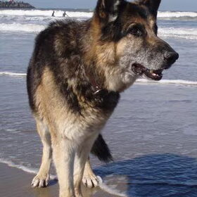 Mijn vierde herder, Kazan. toen we hem kregen was hij 7 jaar.[in…