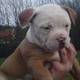 Hondenfoto van Janine && Bullet