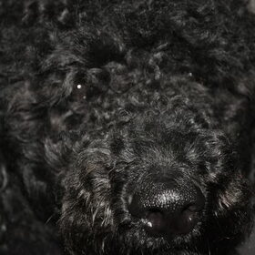 Hondenfoto van Mirjam en Curly Koda 
