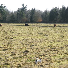 Klein manneke in die grote weide wereld