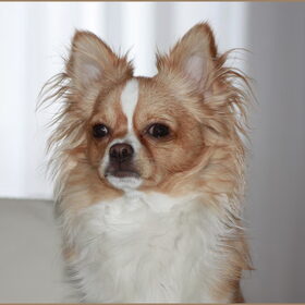 Onze mooie Jay