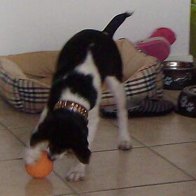 Hondenfoto van Joanne