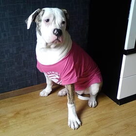 chika heeft voor het eerst kleding aan XD