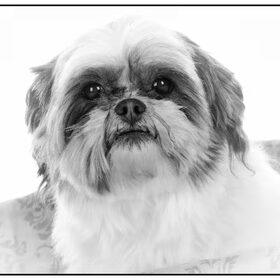 Dit is happy de dochter van roxy