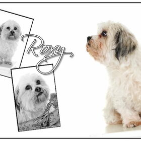 foto compilatie roxy