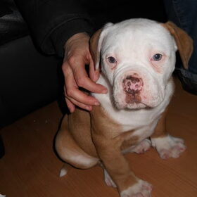 Hondenfoto van Janine && Bullet