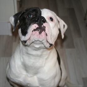 Hondenfoto van Diesel 
