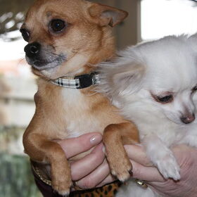 Floor en Jolanda op bezoek met honden (3)