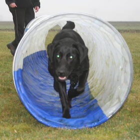 Stoere hond