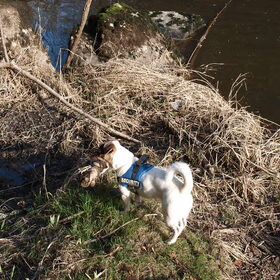 Melo en z'n boomstammetje.