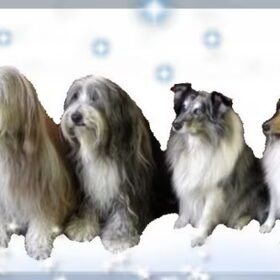Beardie Girls vs. Sheltie Boys