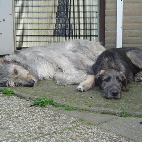 Jesse en pup Joy