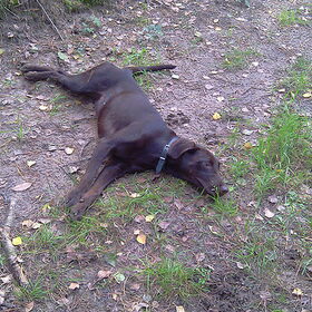 Lana neemt ff pauze tijdens het wandelen in het bos met 4…