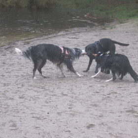 hier waren drie honden aan het spelen met 1 tak