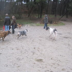 lekker wandelen in de regenachtige Drunense duinen