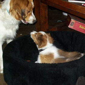 scotty met storm (hondje waar ik een keer heb moeten oppassen)