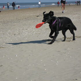 Op het strand lekker aan de Frisbee