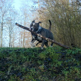 Hondenfoto van Helena & Tyrone