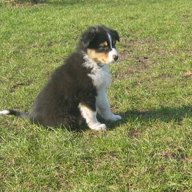 Regal (2)
