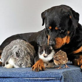 Lieve rottie