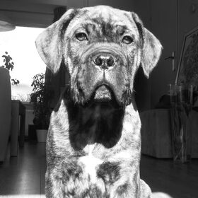 Mijn knappe pupke (L)