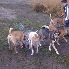 Mila ontmoet alle familieleden op de Veluwe.Dolle pret en…