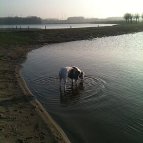Surfplas