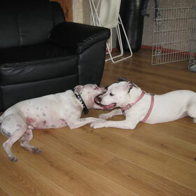 Hondenfoto van alex en lady