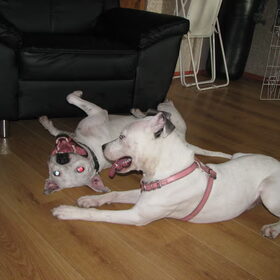 Hondenfoto van alex en lady