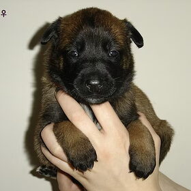 Hondenfoto van Janet & Boxers
