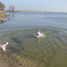 Hondenfoto van alex en lady