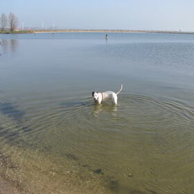 Hondenfoto van alex en lady