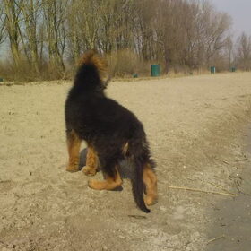 Hondenfoto van Bart