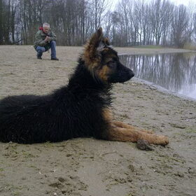 Hondenfoto van Bart