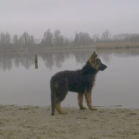 Hondenfoto van Bart