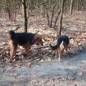 Hondenfoto van liesbeth,Turbo,Luna, Levi en Faith
