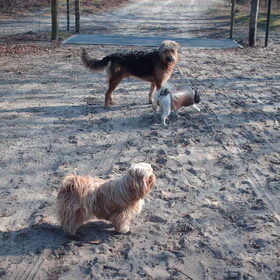 Hondenfoto van liesbeth,Turbo,Luna, Levi en Faith